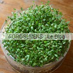 graines germées bio - semences maraîchères AGROSEMENS graines germées bio - semences maraîchères AGROSEMENS