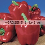 poivron sprinter bio - semences AGROSEMENS