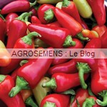 poivron bio Caviar Calabrais - semence AGROSEMENS