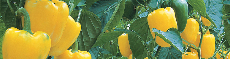poivron bio, semences AGROSEMENS