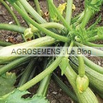 Alberello courgette semence bio - AGROSEMENS Alberello courgette semence bio - AGROSEMENS