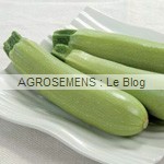 Amalthee courgette semence bio - AGROSEMENS Amalthee courgette semence bio - AGROSEMENS