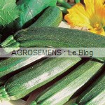 Black beauty courgette semence bio - AGROSEMENS Black beauty courgette semence bio - AGROSEMENS
