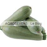 courgette Blanche semences bio - AGROSEMENS courgette Blanche semences bio - AGROSEMENS