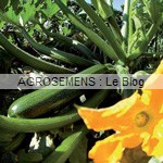 Cassiopee courgette semence bio - AGROSEMENS Cassiopee courgette semence bio - AGROSEMENS