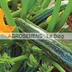 Cocozelle courgette semence bio - AGROSEMENS Cocozelle courgette semence bio - AGROSEMENS