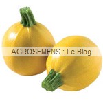 Floridor semence courgette bio - AGROSEMENS Floridor semence courgette bio - AGROSEMENS