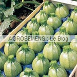 Geode semence courgette bio - AGROSEMENS Geode semence courgette bio - AGROSEMENS