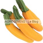 Gold rush courgette jaune semence bio - AGROSEMENS Gold rush courgette jaune semence bio - AGROSEMENS