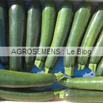 Kopana courgette semence bio - AGROSEMENS Kopana courgette semence bio - AGROSEMENS