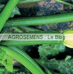 Partenon courgette semence bio AGROSEMENS Partenon courgette semence bio AGROSEMENS