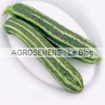 Striee de Naples semence courgette bio - AGROSEMENS Striee de Naples semence courgette bio - AGROSEMENS