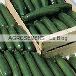 Tempra courgette semence bio - AGROSEMENS Tempra courgette semence bio - AGROSEMENS