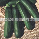 Verte des maraîcher - semence courgette bio - AGROSEMENS Verte des maraîcher - semence courgette bio - AGROSEMENS