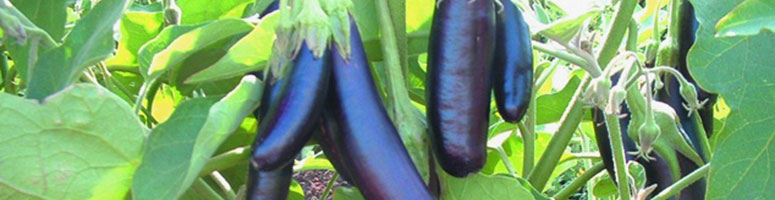 aubergine semence bio AGROSEMENS aubergine semence bio AGROSEMENS