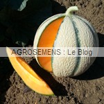 Etika melon bio - semences AGROSEMENS Etika melon bio - semences AGROSEMENS