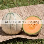 JUNGA melon bio - semences AGROSEMENS JUNGA melon bio - semences AGROSEMENS