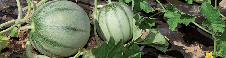 semence melon bio - AGROSEMENS semence melon bio - AGROSEMENS