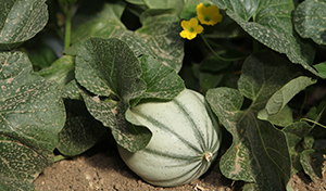 melonBio