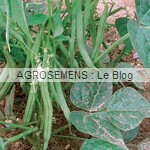 Speedy haricot à rames bio - semences AGROSEMENS Speedy haricot à rames bio - semences AGROSEMENS