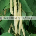 Golden Gate, haricot rames bio - semences AGROSEMENS Golden Gate, haricot rames bio - semences AGROSEMENS