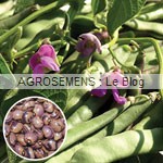 Forellenbohne haricot rame bio - semences AGROSEMENS Forellenbohne haricot rame bio - semences AGROSEMENS