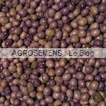 Coco de la Meuse haricot à rames bio - semences AGROSEMENS Coco de la Meuse haricot à rames bio - semences AGROSEMENS