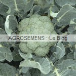 brocoli bio - semences maraicheres AGROSEMENS brocoli bio - semences maraicheres AGROSEMENS