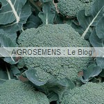 brocoli bio - semences maraicheres AGROSEMENS