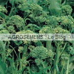 brocoli bio - semences maraicheres AGROSEMENS