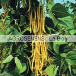 Neckargold haricots à rames bio - semences AGROSEMENS Neckargold haricots à rames bio - semences AGROSEMENS