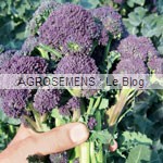 brocoli bio - semences maraicheres AGROSEMENS