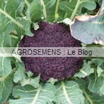 brocoli bio - semences maraicheres AGROSEMENS brocoli bio - semences maraicheres AGROSEMENS