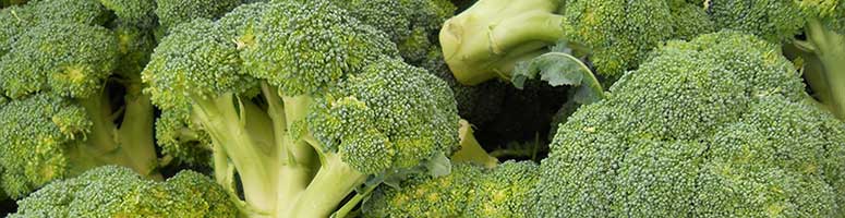 Brocoli semences bio AGROSEMENS