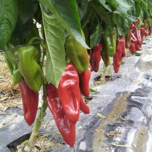 élevage de semences de piment bio - AGROSEMENS élevage de semences de piment bio - AGROSEMENS