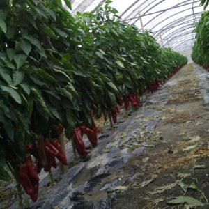 piment -élevage de graines bio-AGROSEMENS piment -élevage de graines bio-AGROSEMENS
