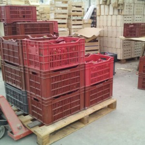piment -bio-AGROSEMENS piment -bio-AGROSEMENS