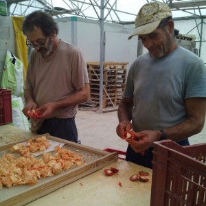 piment -élevage de semences bio - AGROSEMENS piment -élevage de semences bio - AGROSEMENS
