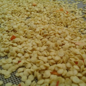 piment -semences-bio-AGROSEMENS piment -semences-bio-AGROSEMENS