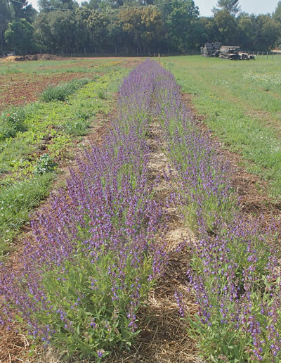 Ferme semencière bio - AGROSEMENS Ferme semencière bio - AGROSEMENS