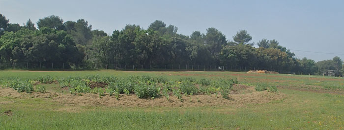 Verger - Ferme semenciere bio - AGROSEMENS Ferme semenciere bio - AGROSEMENS