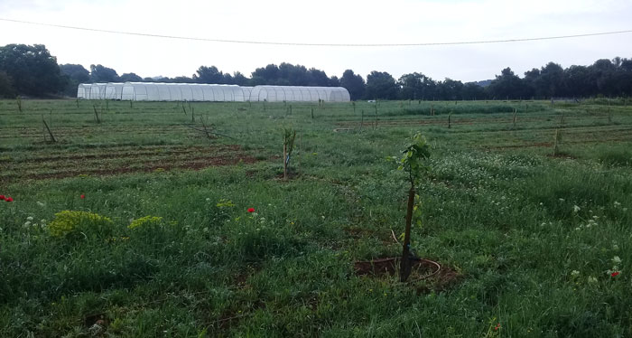 Verger - Ferme semenciere bio - AGROSEMENS Verger - Ferme semenciere bio - AGROSEMENS