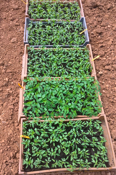 plantsTomate-1
