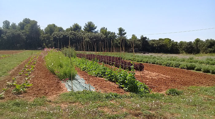 Vue générale des planches Ferme semencière AGROSEMENS Vue générale des planches Ferme semencière AGROSEMENS