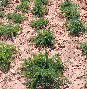 Achillé Millefeuille - ferme semencière bio AGROSEMENS Achillé Millefeuille - ferme semencière bio AGROSEMENS