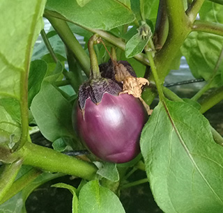 Aubergine Bambino La Semence Bio Aubergine Bambino - Semence Bio- AGROSEMENS
