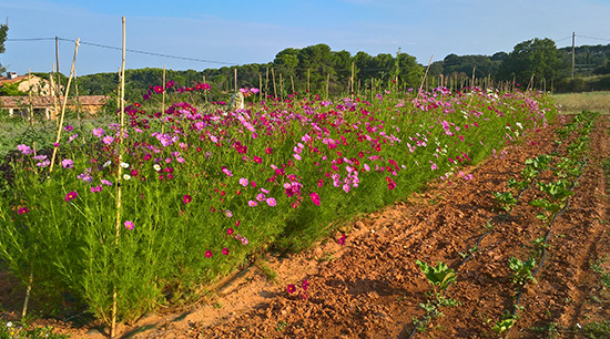 Cosmos et Rhubarbe - ferme semencière bio AGROSEMENS Cosmos et Rhubarbe - ferme semencière bio AGROSEMENS