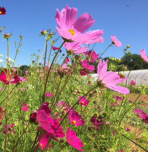 fleurs de cosmos - graine bio - La Semence Bio fleurs de cosmos - graine bio - La Semence Bio