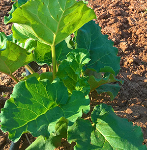 Rhubarbe- Semence Bio -AGROSEMENS Rhubarbe- Semence Bio -AGROSEMENS