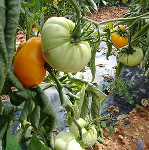 Tomate Yellow Brandywine graine bio- Semence Bio -AGROSEMENS Tomate Yellow Brandywine graine bio- Semence Bio -AGROSEMENS